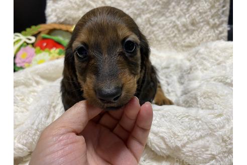成約済の岐阜県のミニチュアダックスフンド(ロングヘアード)-381893の11枚目