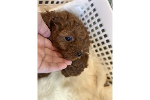 商談中の愛媛県のタイニープードル-381927の11枚目