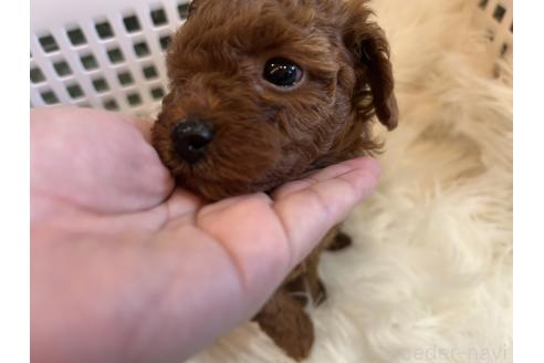 商談中の愛媛県のタイニープードル-381927の10枚目