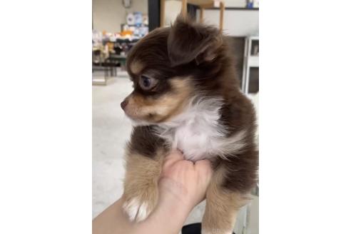 成約済の福岡県のミックス犬-381932の8枚目