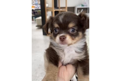 成約済の福岡県のミックス犬-381932の7枚目