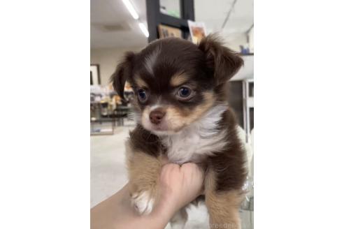 成約済の福岡県のミックス犬-381932の6枚目