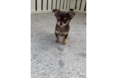 成約済の福岡県のミックス犬-381938の6枚目