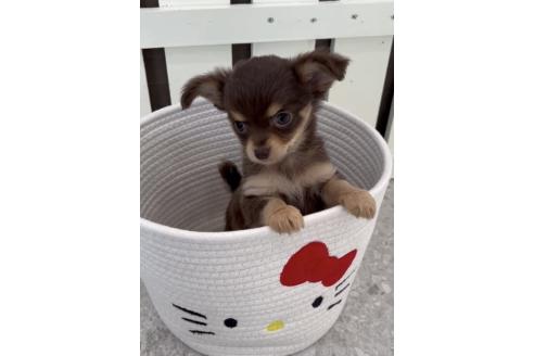 成約済の福岡県のミックス犬-381938の5枚目