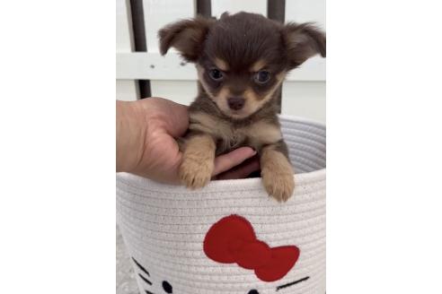 成約済の福岡県のミックス犬-381938の4枚目