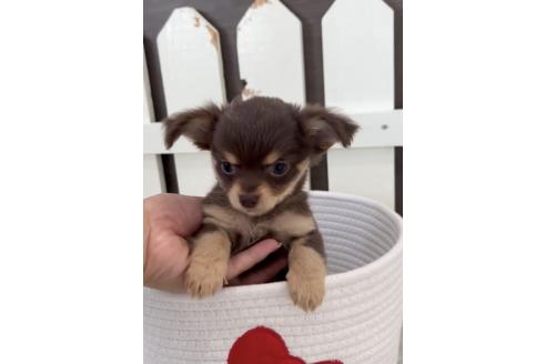 成約済の福岡県のミックス犬-381938の3枚目