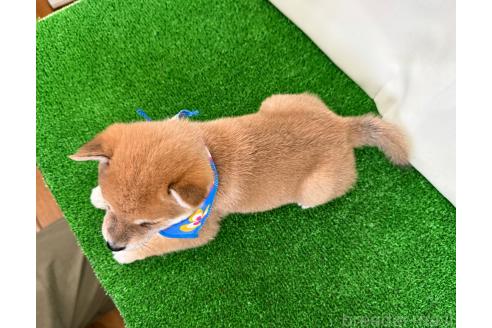 成約済の神奈川県の豆柴-385593の2枚目