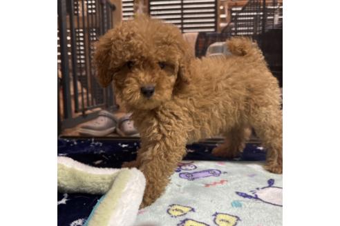 成約済の岡山県のトイプードル-374260の12枚目