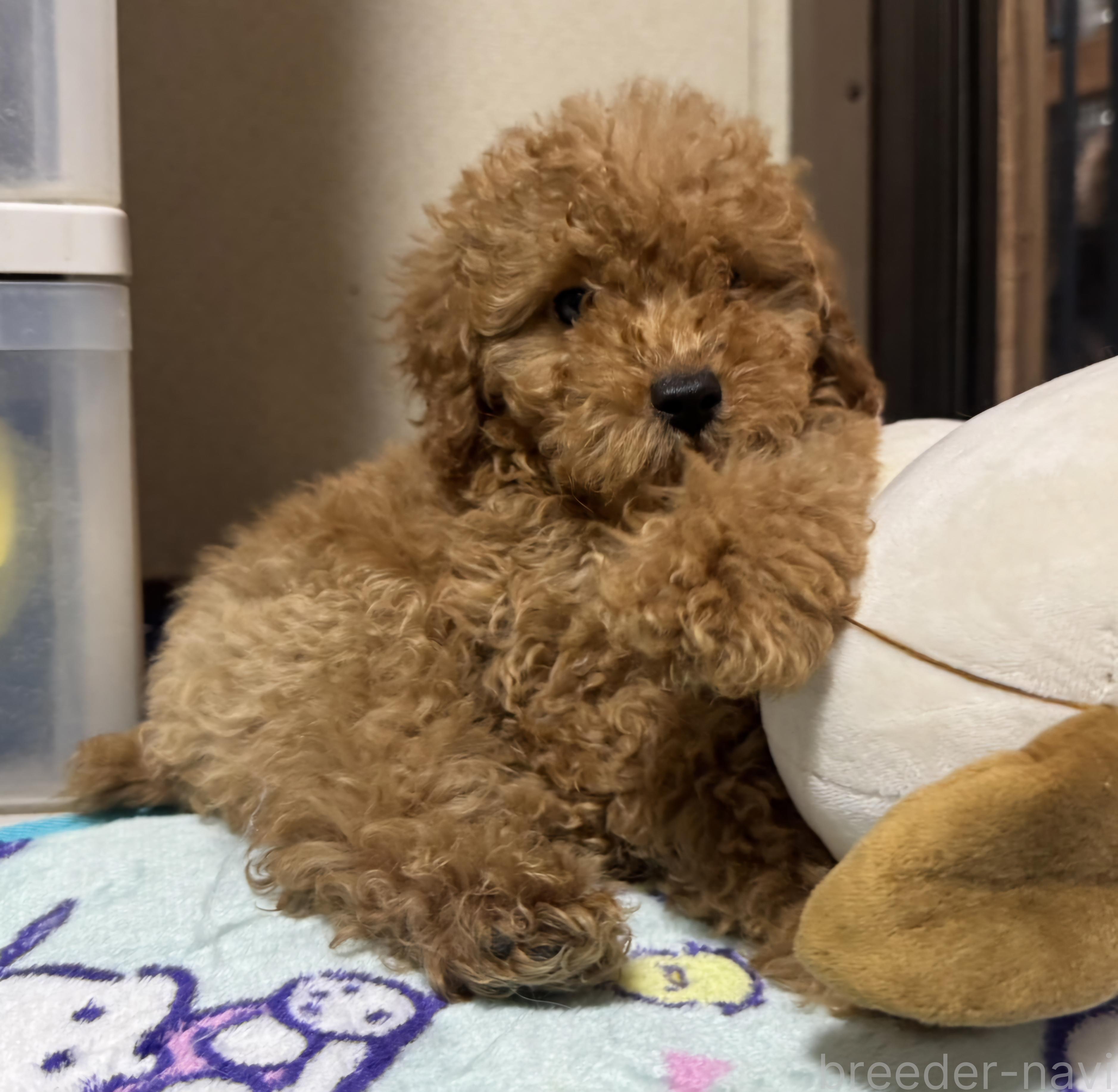 成約済の岡山県のトイプードル-374260の11枚目