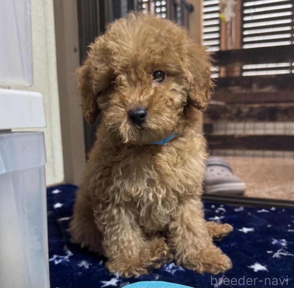 成約済の岡山県のトイプードル-374260の10枚目