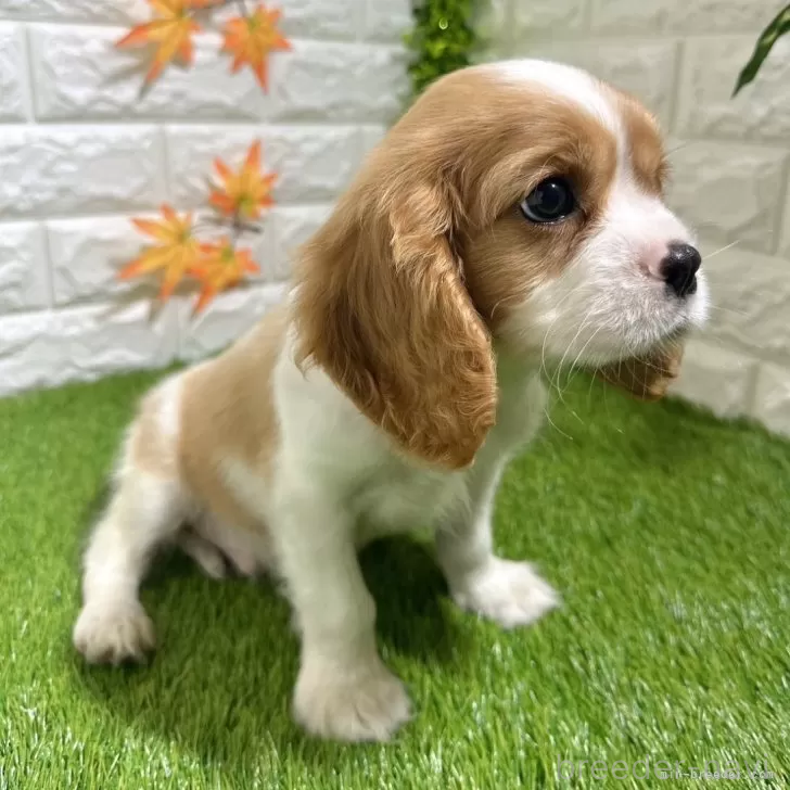 成約済の愛知県のキャバリアキングチャールズスパニエル-379992の5枚目