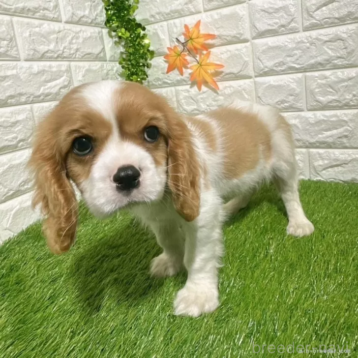 成約済の愛知県のキャバリアキングチャールズスパニエル-379992の4枚目
