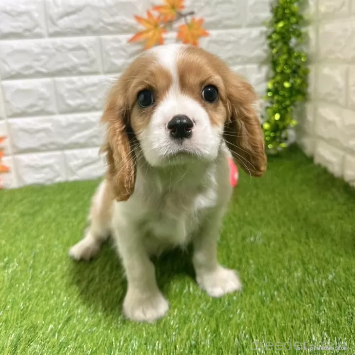 成約済の愛知県のキャバリアキングチャールズスパニエル-379992の3枚目