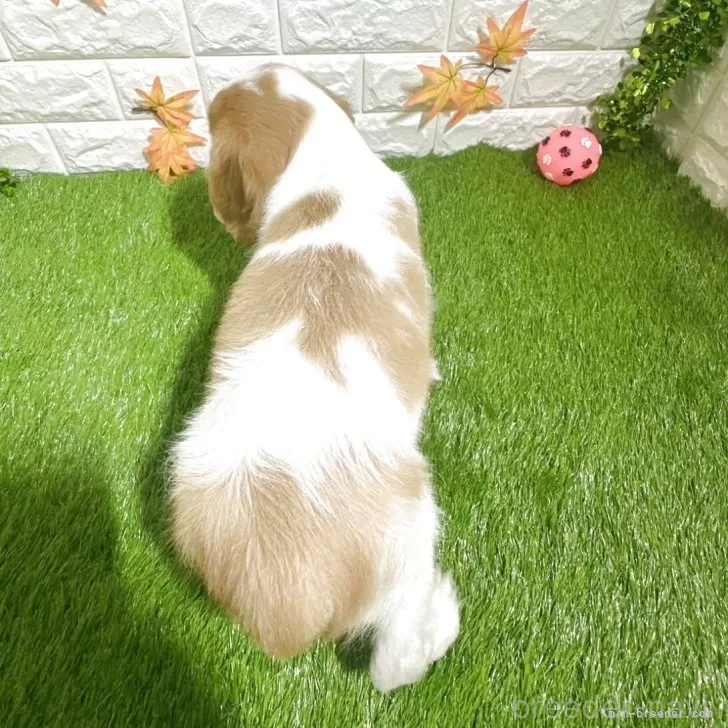 成約済の愛知県のキャバリアキングチャールズスパニエル-379992の2枚目