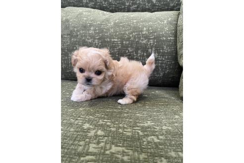 成約済の福岡県のミックス犬-383230の5枚目