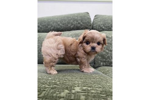 成約済の福岡県のミックス犬-383229の4枚目