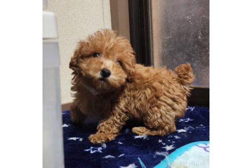 成約済の岡山県のトイプードル-374258の3枚目