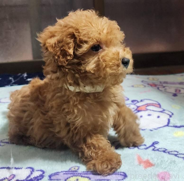 成約済の岡山県のトイプードル-374258の2枚目