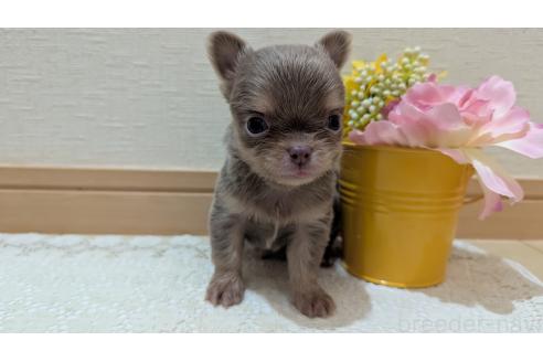 販売中の広島県のチワワ(ロングコート)-385631の14枚目