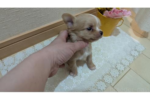 成約済の広島県のチワワ(ロングコート)-385633の8枚目