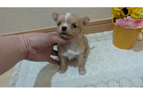 成約済の広島県のチワワ(ロングコート)-385633の6枚目
