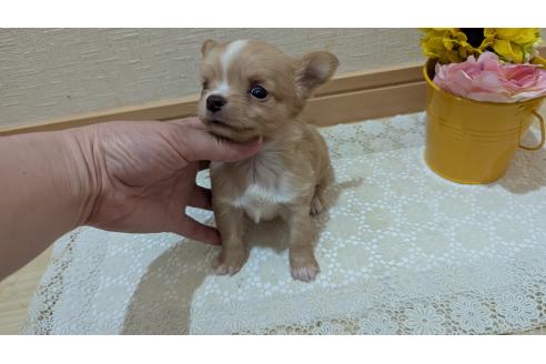 販売中の広島県のチワワ(ロングコート)-385633の5枚目