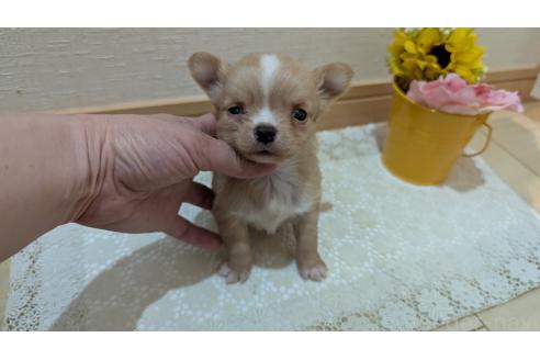 成約済の広島県のチワワ(ロングコート)-385633の4枚目