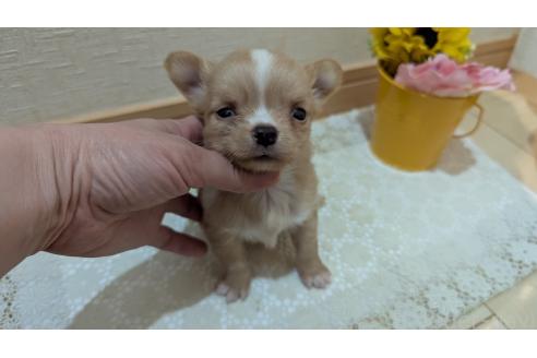 成約済の広島県のチワワ(ロングコート)-385633の3枚目