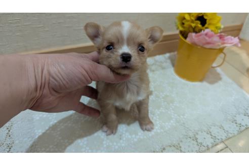 成約済の広島県のチワワ(ロングコート)-385633の2枚目
