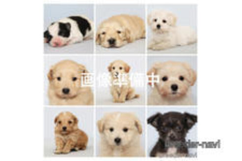 販売中の神奈川県のミックス犬-385591