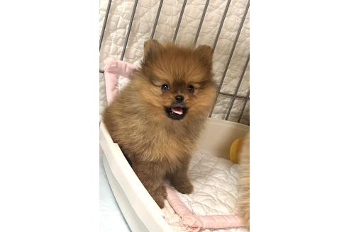 成約済の北海道のポメラニアン-385322の7枚目