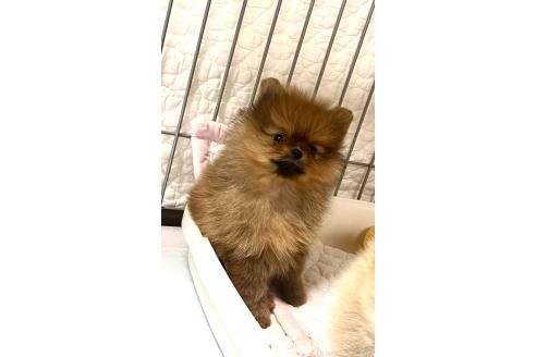 成約済の北海道のポメラニアン-385322の6枚目