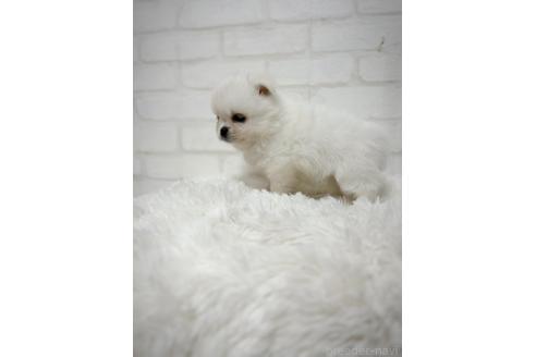 成約済の北海道のミックス犬-385523の3枚目