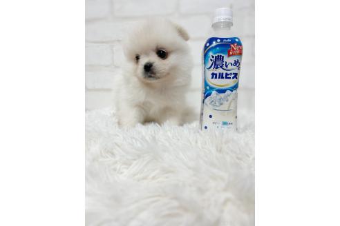 販売中の北海道のミックス犬-385524の3枚目