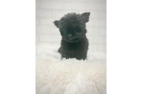 販売中の北海道のミックス犬-385525の4枚目
