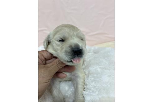 販売中の岐阜県のゴールデンレトリーバー-385528の2枚目