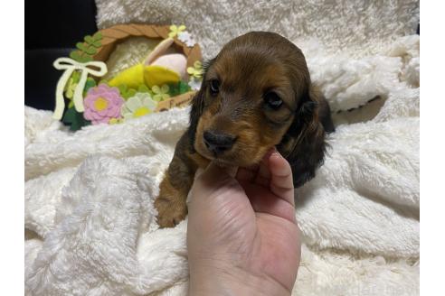 成約済の岐阜県のミニチュアダックスフンド(ロングヘアード)-381886の11枚目