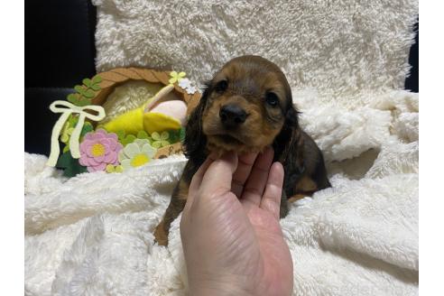 成約済の岐阜県のミニチュアダックスフンド(ロングヘアード)-381886の9枚目