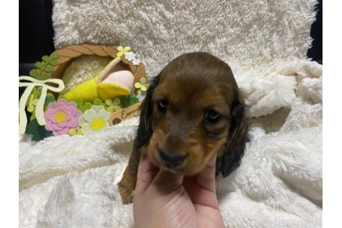 成約済の岐阜県のミニチュアダックスフンド(ロングヘアード)-381886の8枚目