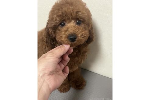 成約済の神奈川県のトイプードル-374685の5枚目