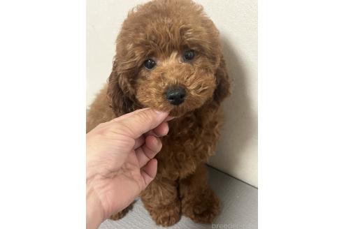 成約済の神奈川県のトイプードル-374685の3枚目