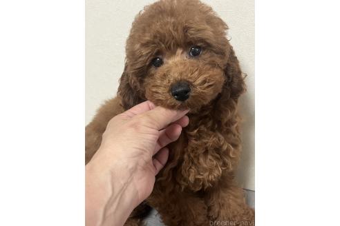 成約済の神奈川県のトイプードル-374685の2枚目