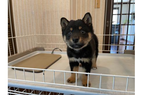 成約済の兵庫県の豆柴-383768の2枚目