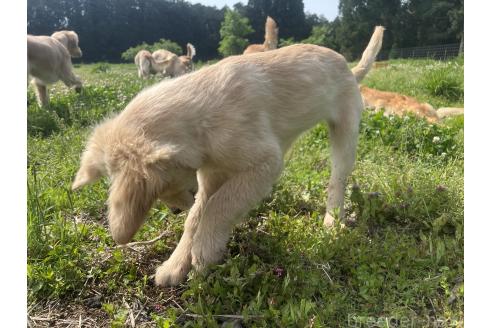 商談中の鹿児島県のゴールデンレトリーバー-371714の2枚目