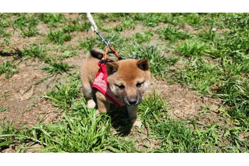 販売中の福岡県の豆柴-385720