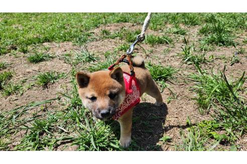 成約済の福岡県の豆柴-385720の2枚目