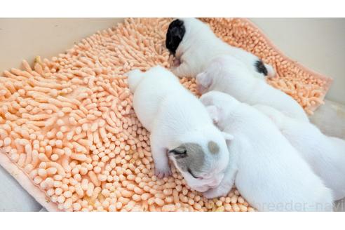 成約済の熊本県のフレンチブルドッグ-384970の10枚目