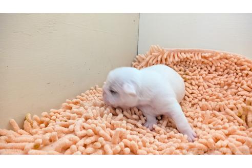 販売中の熊本県のフレンチブルドッグ-385752の7枚目