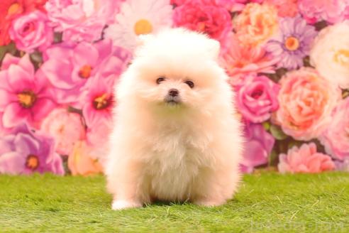 販売中の茨城県のポメラニアン-382868の6枚目