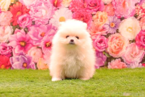 販売中の茨城県のポメラニアン-382868の3枚目